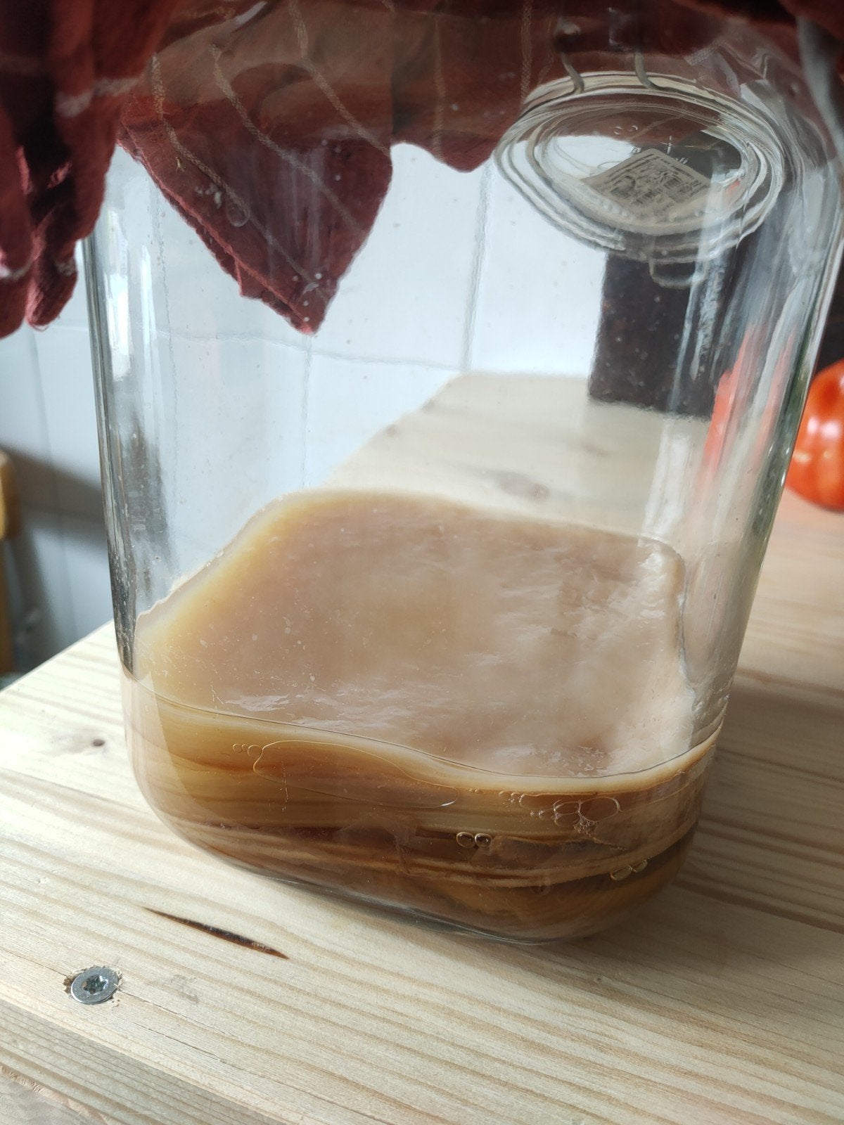 Scoby starter voor kombucha, Ophalen