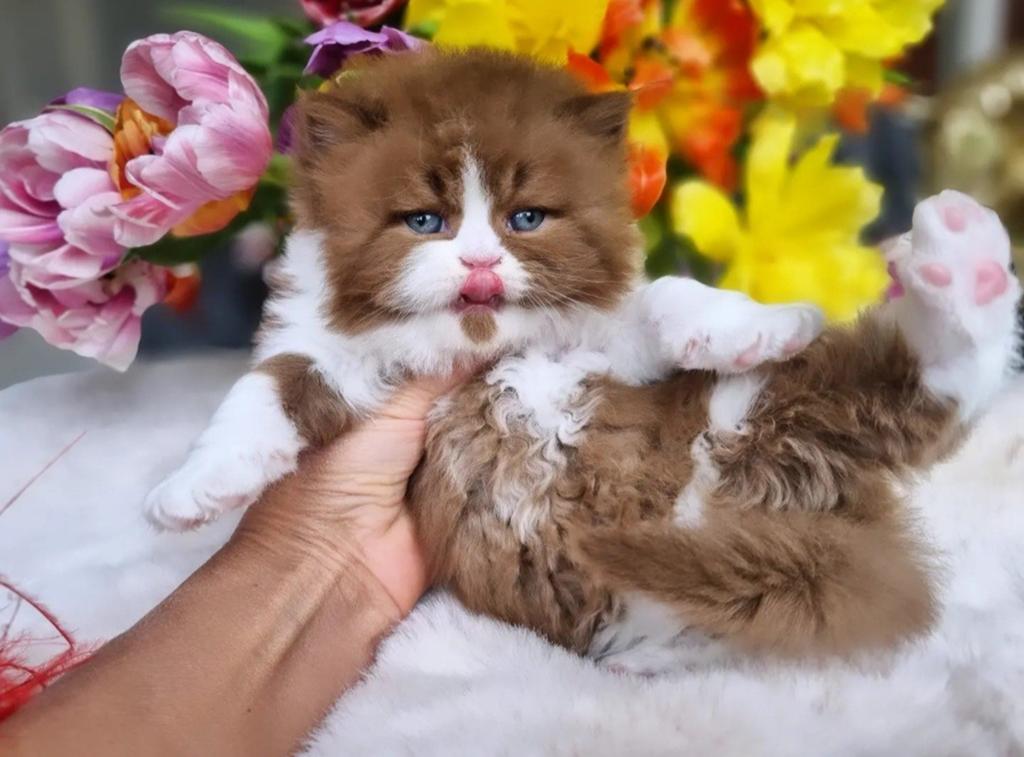 Top Quality Cinnamon Britse kittens, Kater, Met stamboom, 0 tot 2 jaar