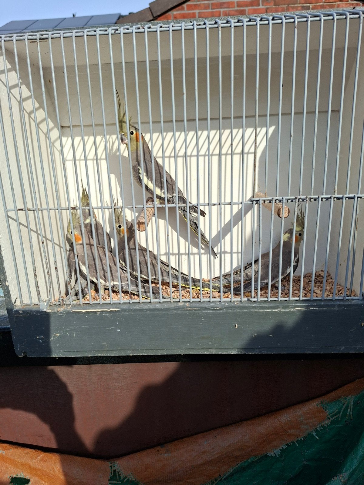 valk parkieten