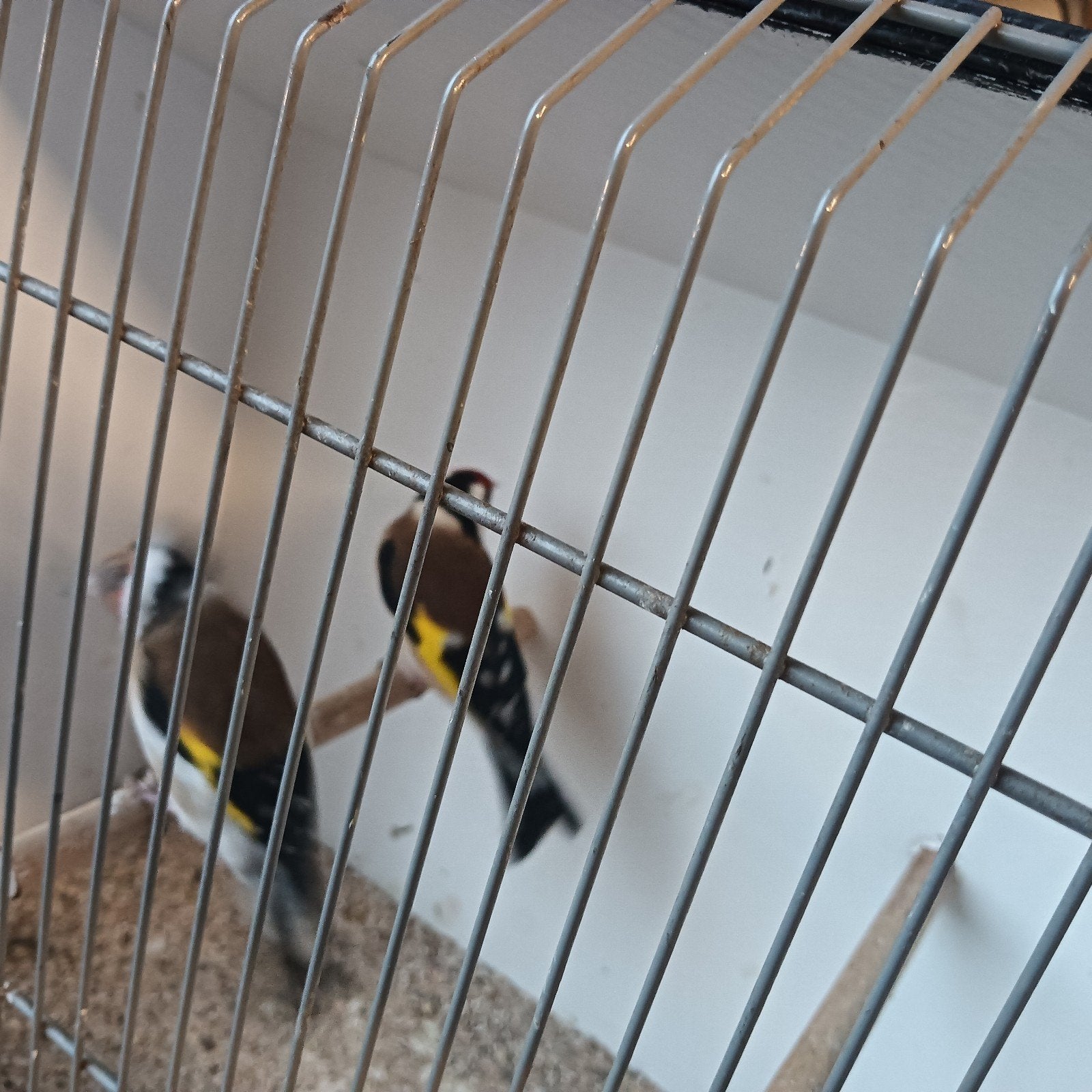 Majoor Putters koppel, Dieren en Toebehoren, Vogels | Overige Vogels, Meerdere dieren, Wildzangvogel