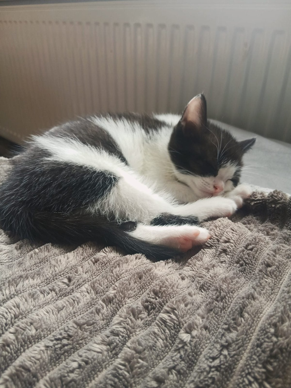 Mooie zwart witte poes britse korthaar x europese, Meerdere dieren, Ontwormd, 0 tot 2 jaar