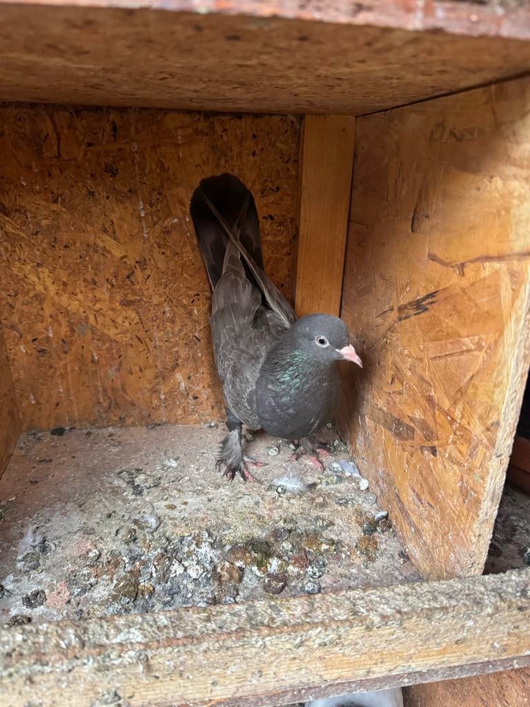 Takla duiven, Dieren en Toebehoren, Vogels | Duiven, Meerdere dieren, Postduif
