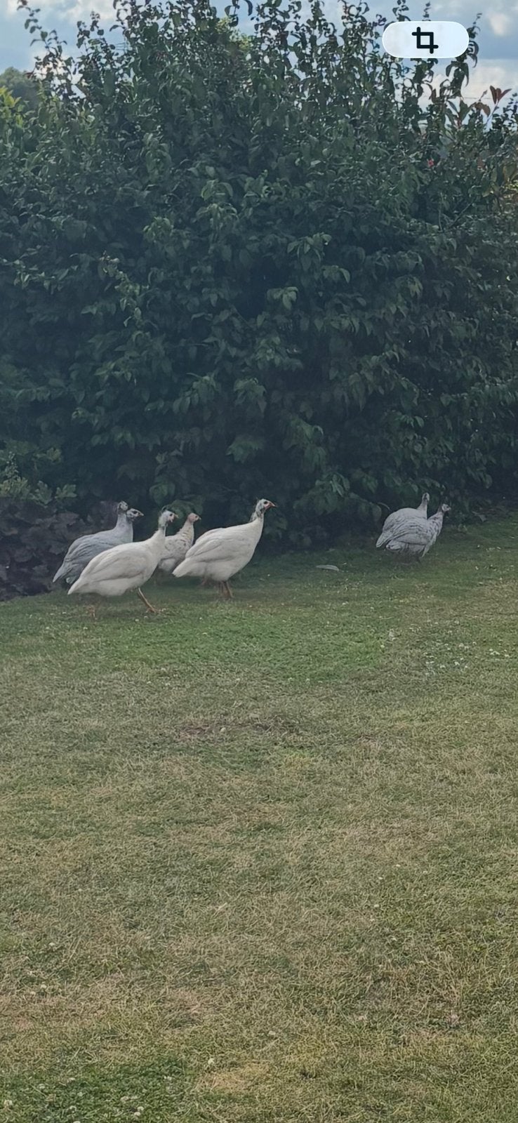 Parelhoenders te koop, Dieren en Toebehoren, Mannelijk, Kip
