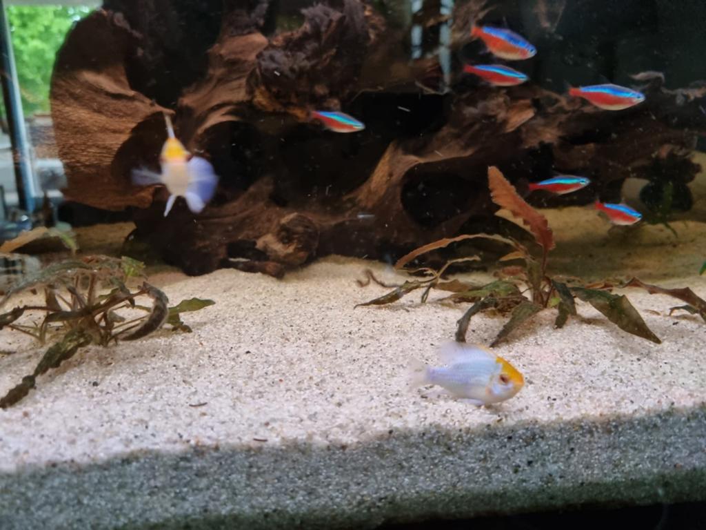 Prachtig compleet aquarium te koop, Vis, Zoetwatervis