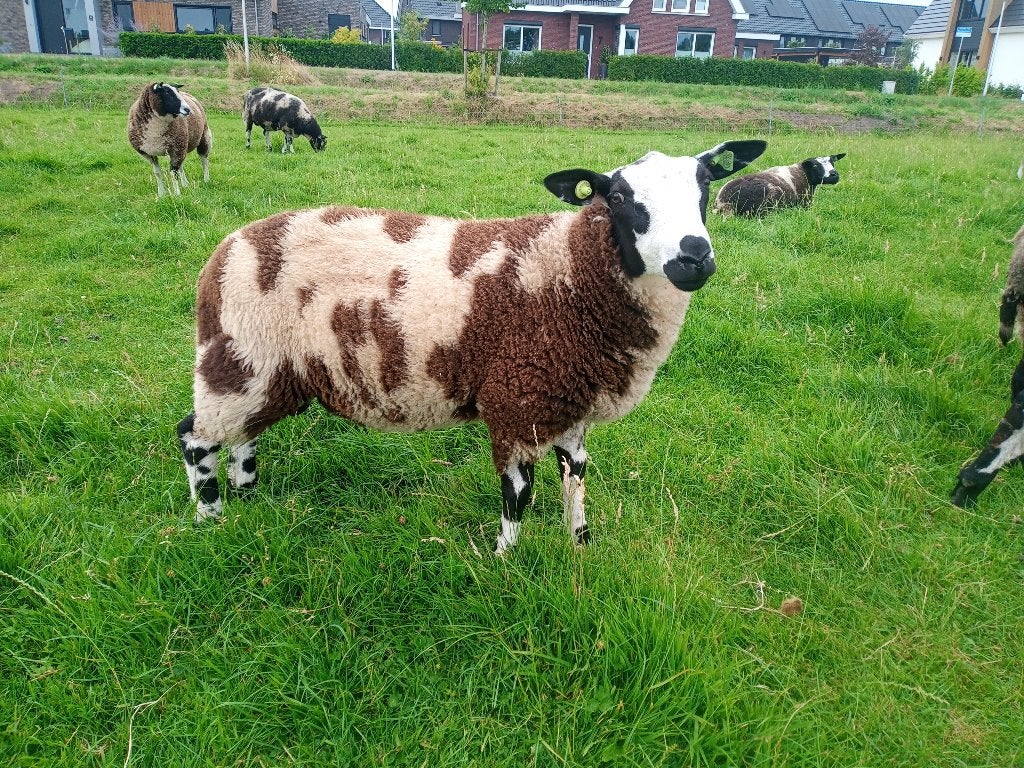 luxe bonte ramlammeren te koop of ruilen, Mannelijk, Schaap, 0 tot 2 jaar
