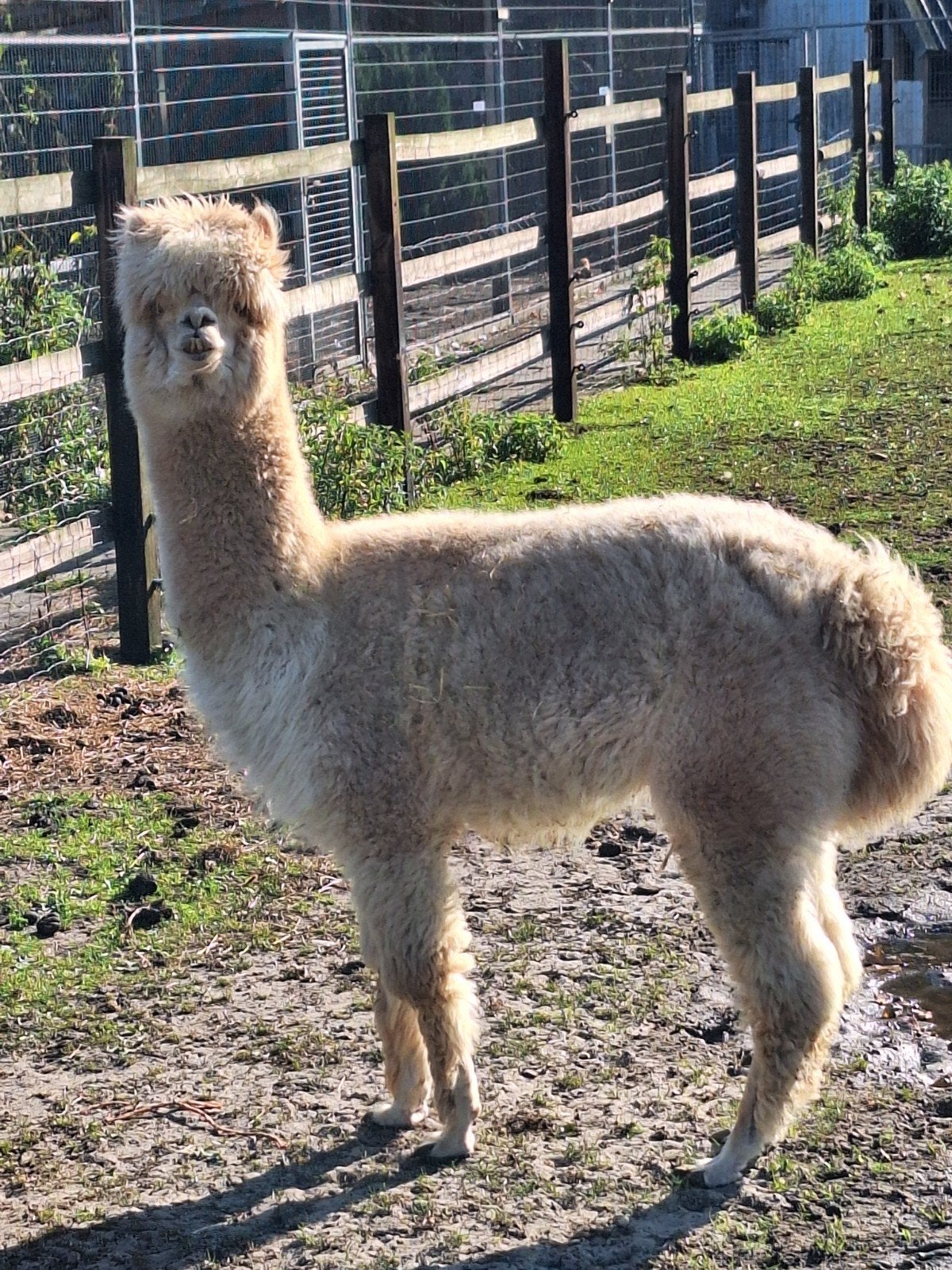 alpaca hengst, April, Mannelijk