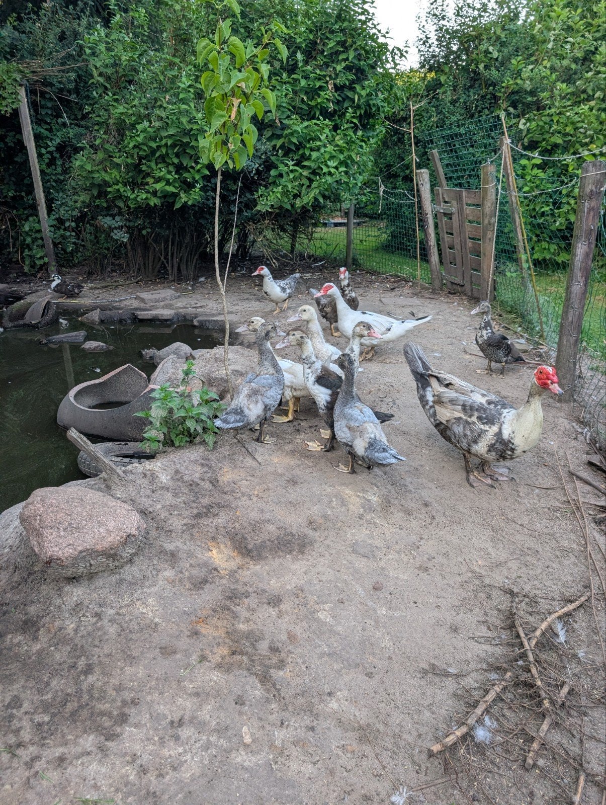 Muskus eenden, Dieren en Toebehoren, Pluimvee, Meerdere dieren, Eend