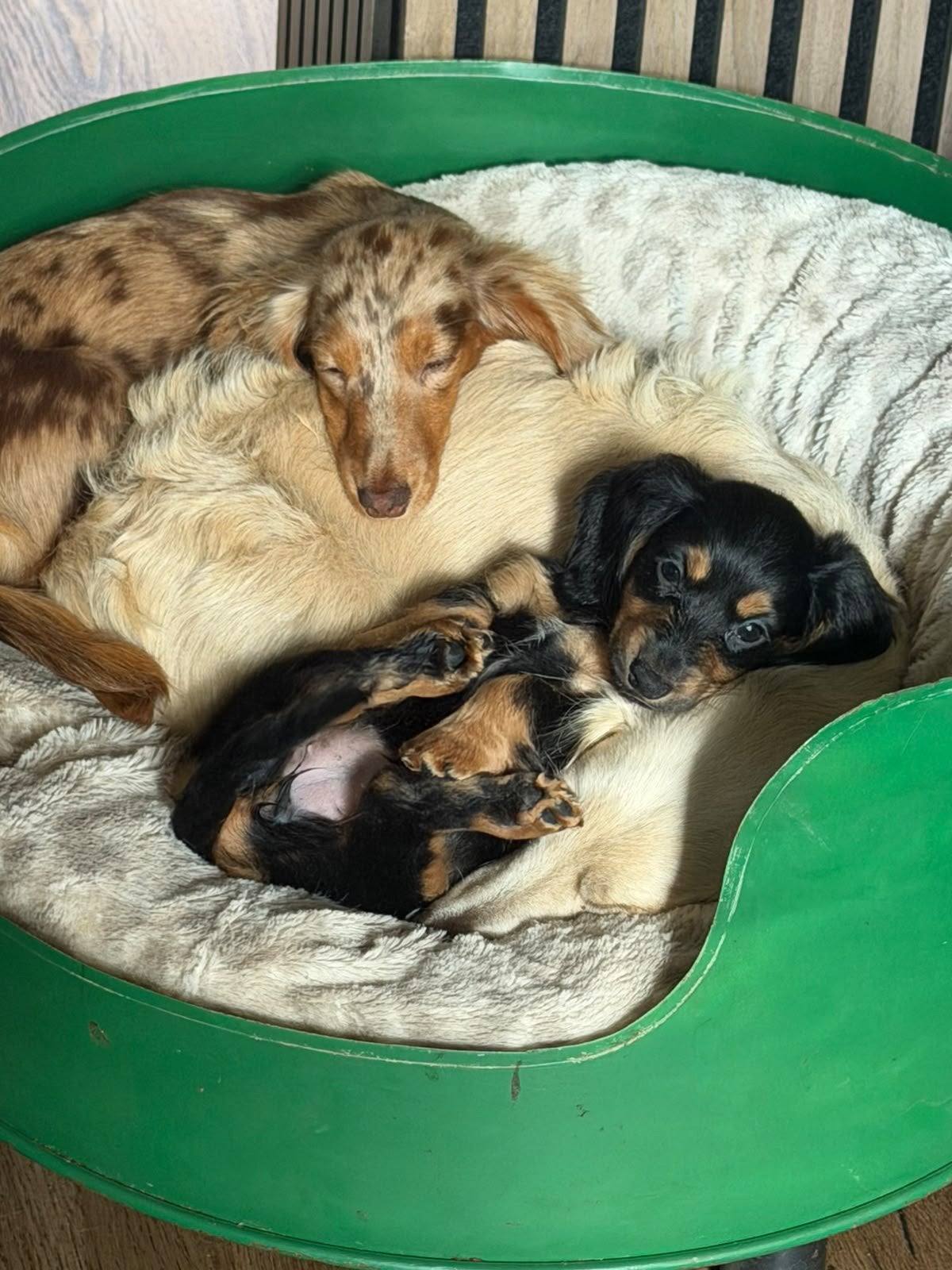 Mogen verhuizen.. Prachtige langharige dwerg teckels pups, 8 tot 15 weken, Dwerg, Langhaar, Meerdere dieren