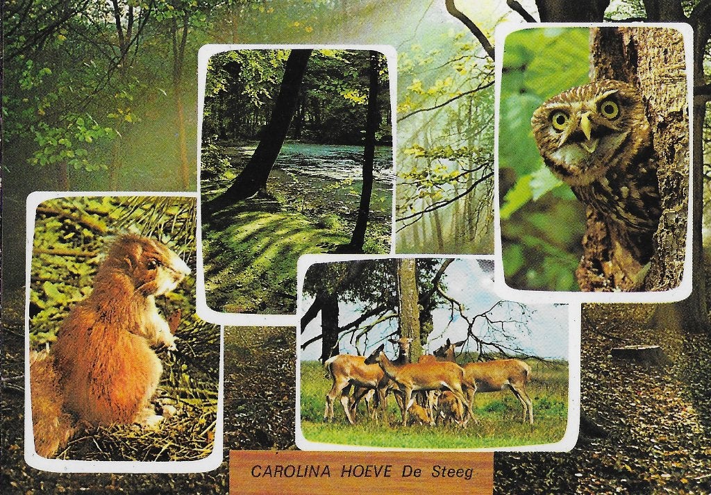 De steeg carolina hoeve ongelopen ansichtkaart ( 9, Ophalen of Verzenden, 1980 tot heden, Ongelopen, Gelderland