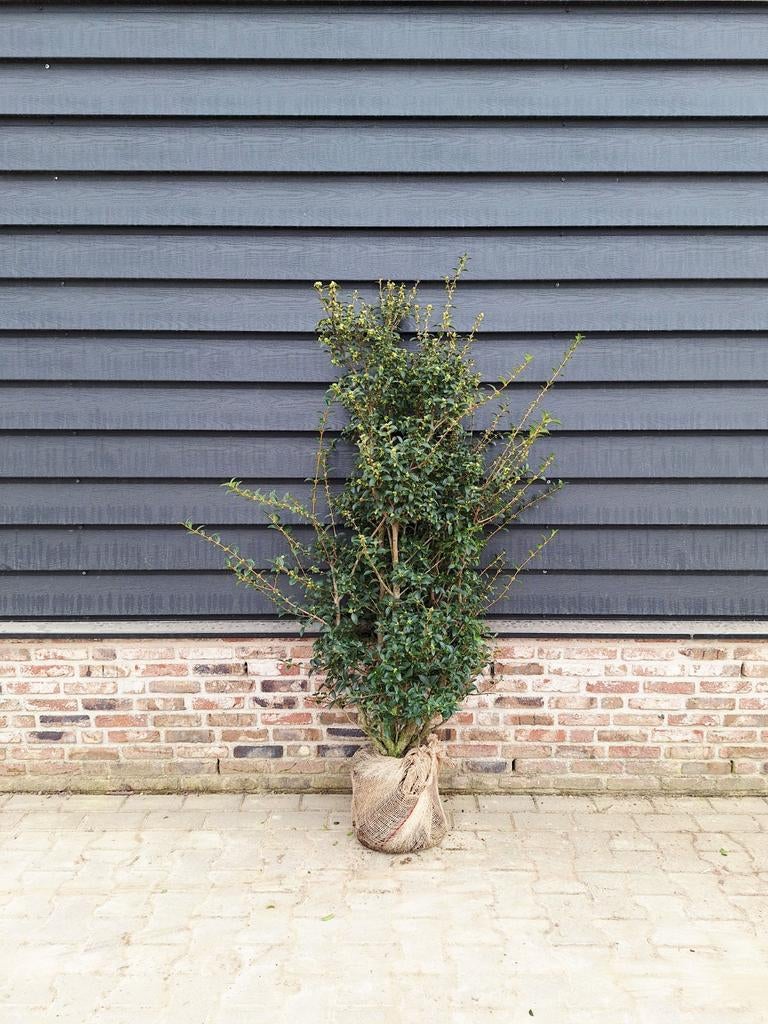 Osmanthus Burkwoodii 🌿 haagplant, Tuin en Terras, Planten | Tuinplanten, Ophalen, Overige soorten, Halfschaduw