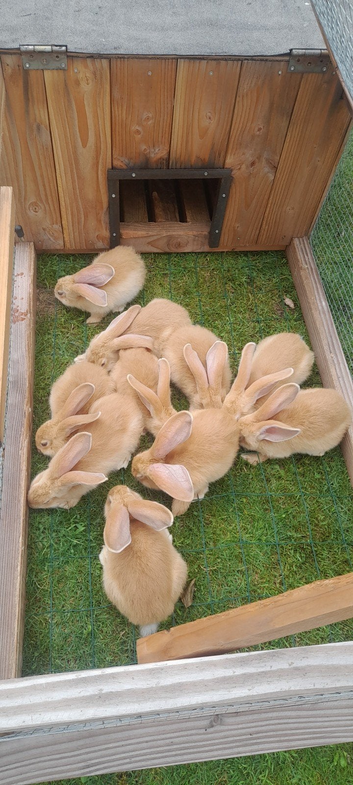 jonge gele vlaamse reuzen, Dieren en Toebehoren, Meerdere dieren, Groot
