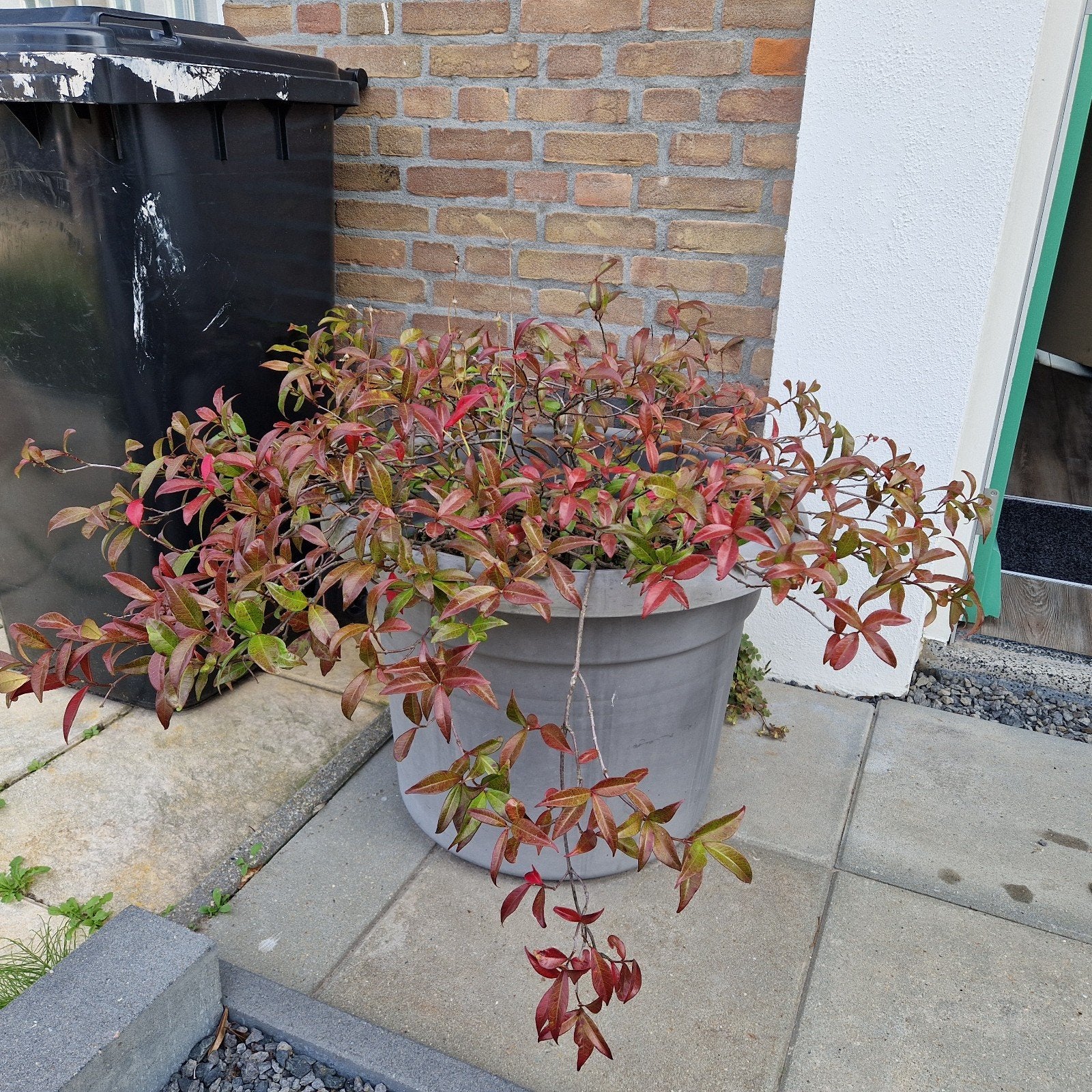 Grote Winterharde Geurende Jasmijn Plant in Pot, Tuin en Terras, Ophalen, Volle zon, Vaste plant, Klimplanten