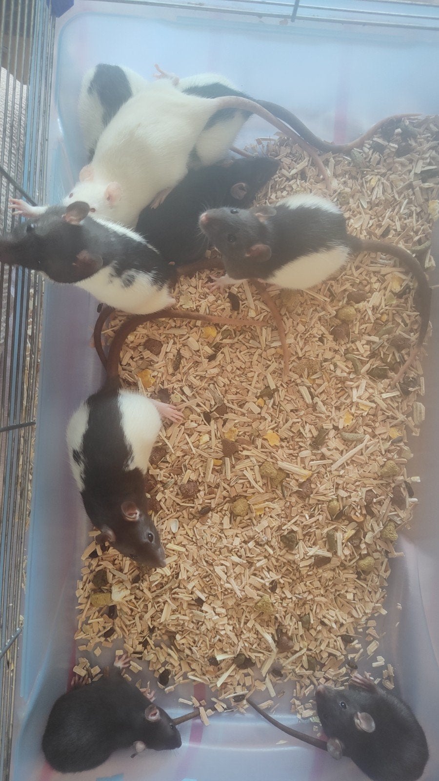 Vrouwtjes ratjes ️, Dieren en Toebehoren, Knaagdieren, Rat, Vrouwelijk, Mei, Tam