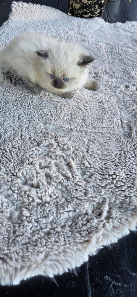 Ragdoll kittens te koop, Dieren en Toebehoren, Katten en Kittens | Raskatten | Langhaar, Meerdere dieren, Gechipt