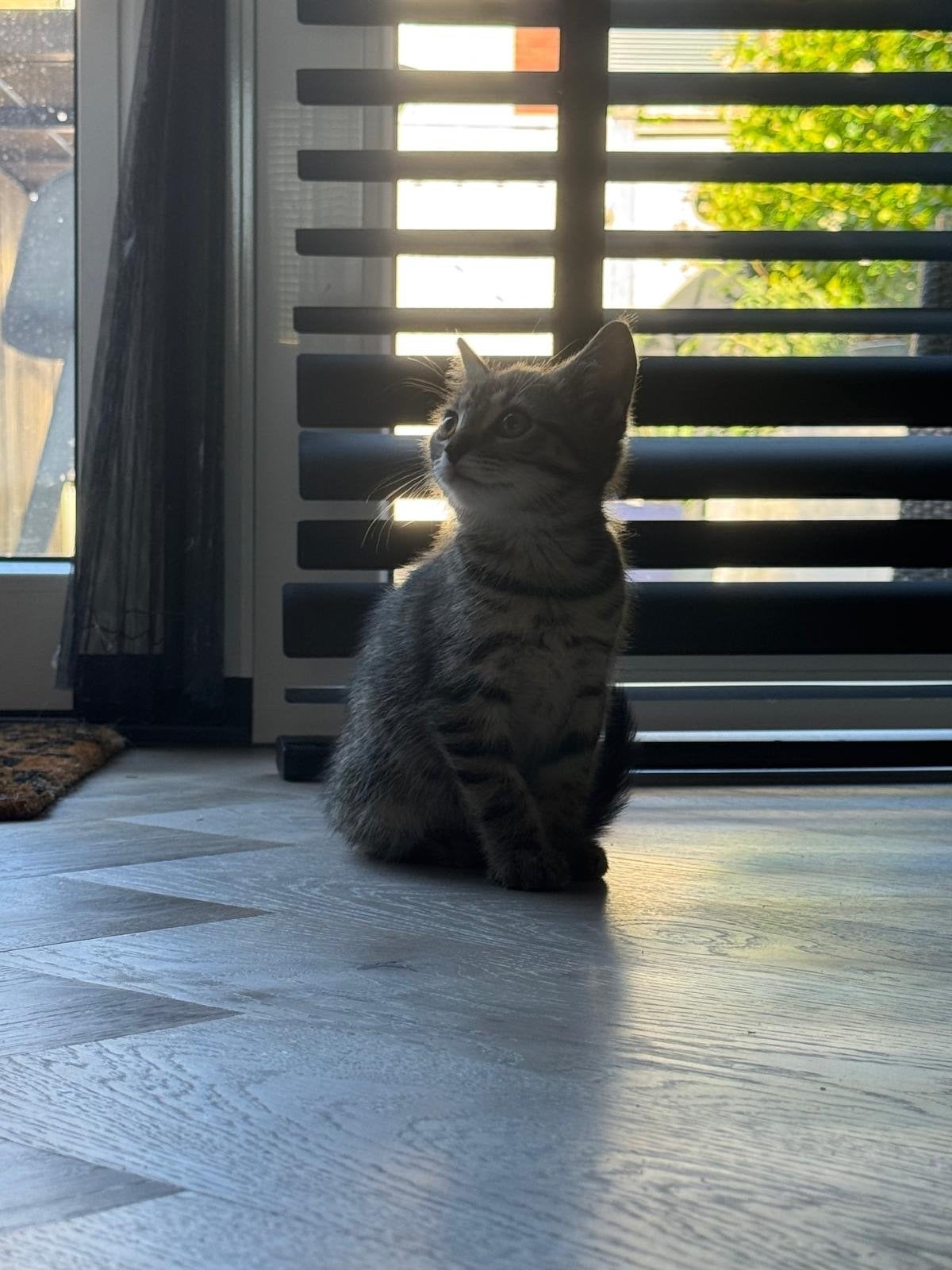 Kater kitten 9 wk, Dieren en Toebehoren, Kater