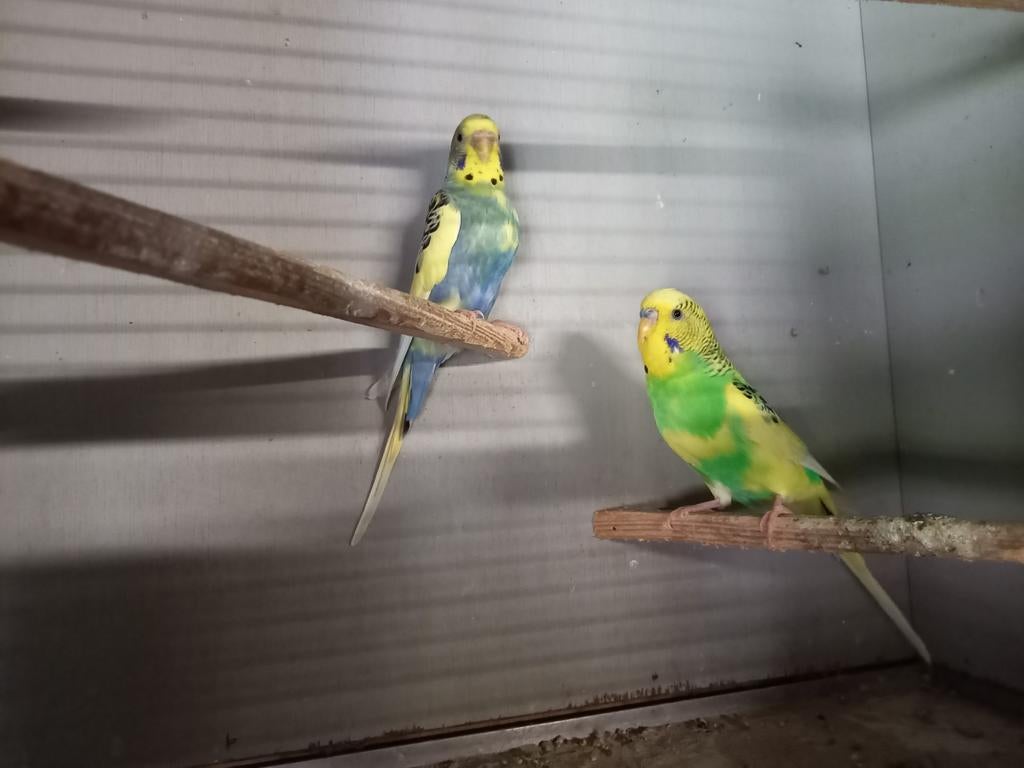 Mooie parkieten te koop., Meerdere dieren, Parkiet