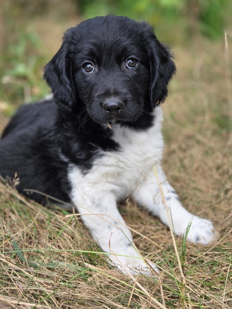 Friese Stabij pups mogen het nest verlaten.( Nog reutjes), Dieren en Toebehoren, Parvo, Overige rassen, 8 tot 15 weken, Meerdere