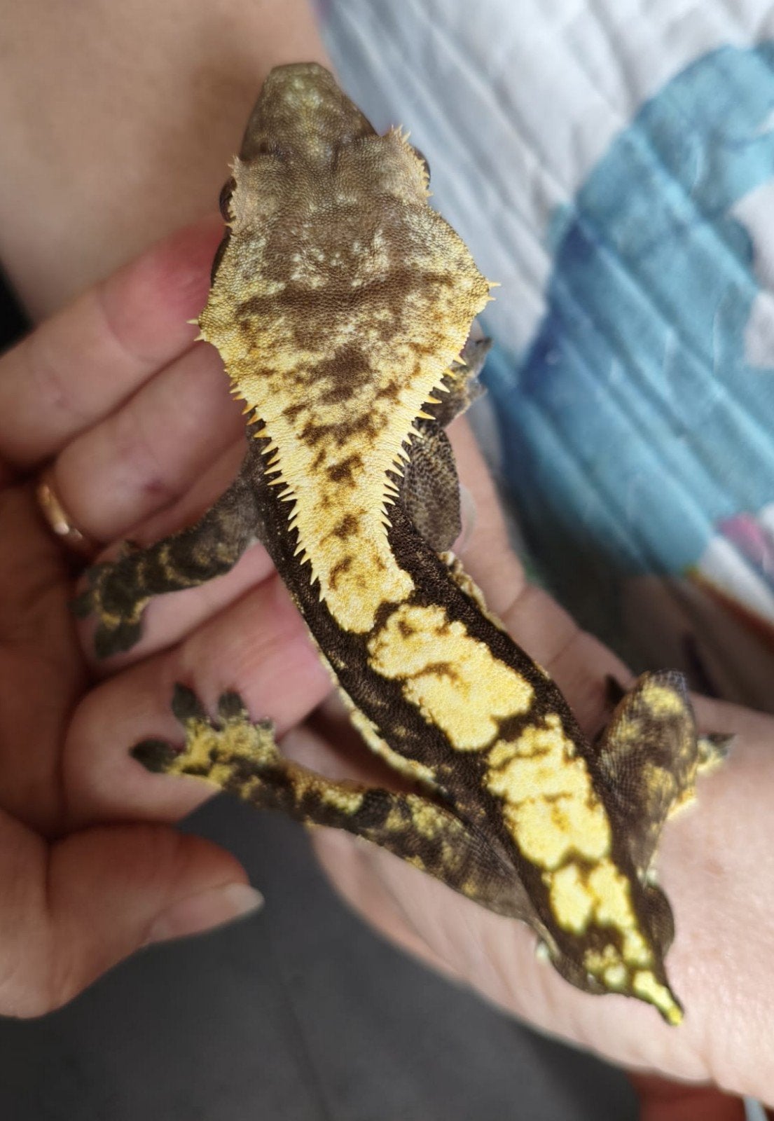 Wimpergekko man 100% het Axanthic Crested Gecko photo 3