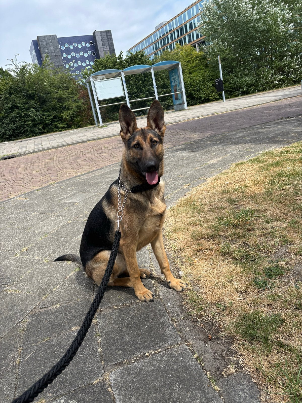 Duitse herder pup 7 maanden oud, 15 weken tot 1 jaar, Teef, Parvo, Eén hond