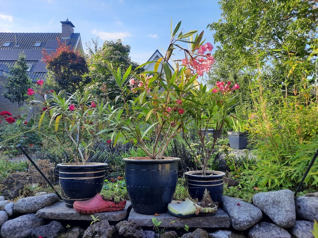 Mediterrane planten; olijf oleander citrus ,biologisch, Ophalen, Vaste plant, Overige soorten, Volle zon