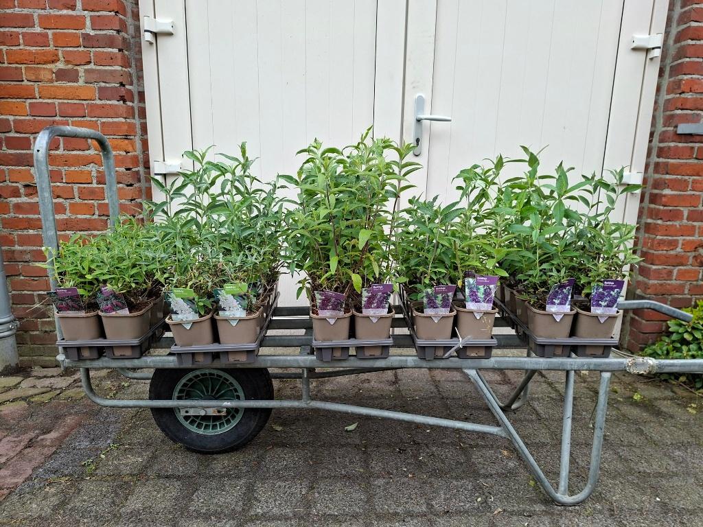 Mooie soorten Buddleja (Vlinderstruik) in pot!, Tuin en Terras, Planten | Struiken en Hagen, Ophalen, Vlinderstruik, Minder dan 100 cm