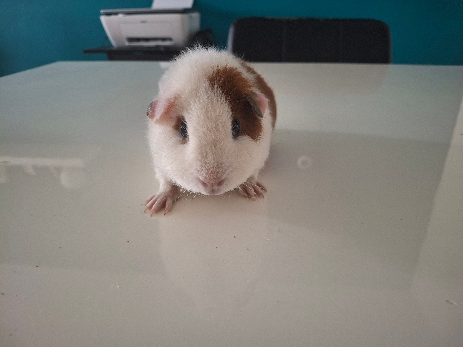 Lieve US Teddy zeugje, Cavia, Vrouwelijk, Mei, Tam