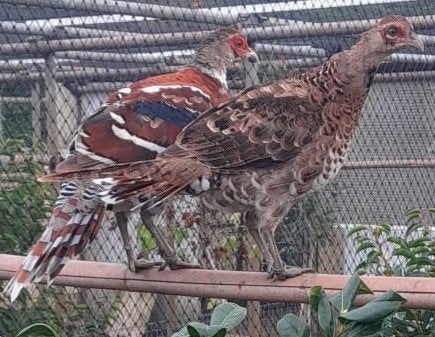 Eliot fazant, Meerdere dieren, Overige soorten