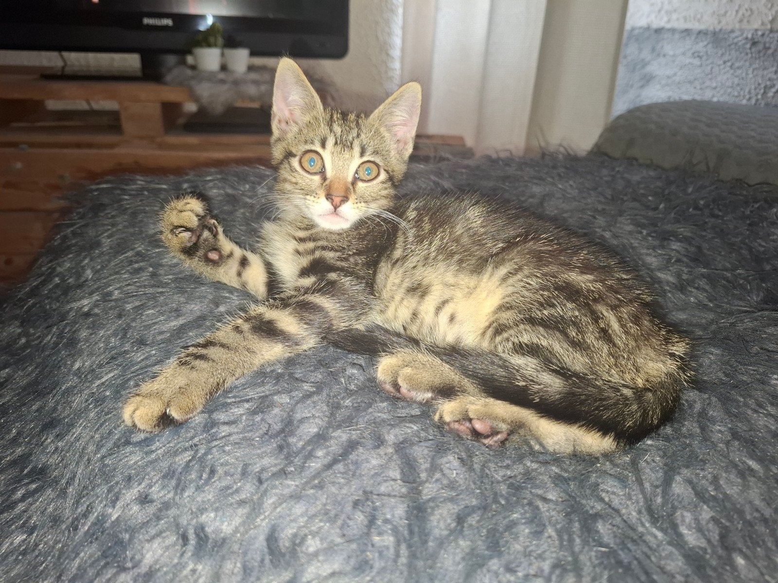 Kittens,Europese korthaar  €70, Meerdere dieren, Ontwormd