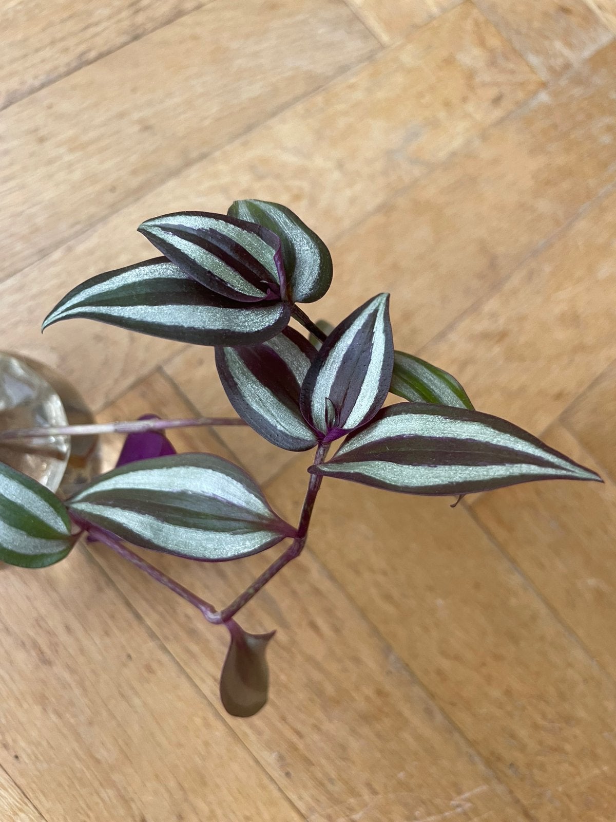 🌱 Vaderplant Trandescantia zebrina geworteld stekjes, Huis en Inrichting, Bloeiende kamerplant, Ophalen, Halfschaduw, Minder dan 100 cm