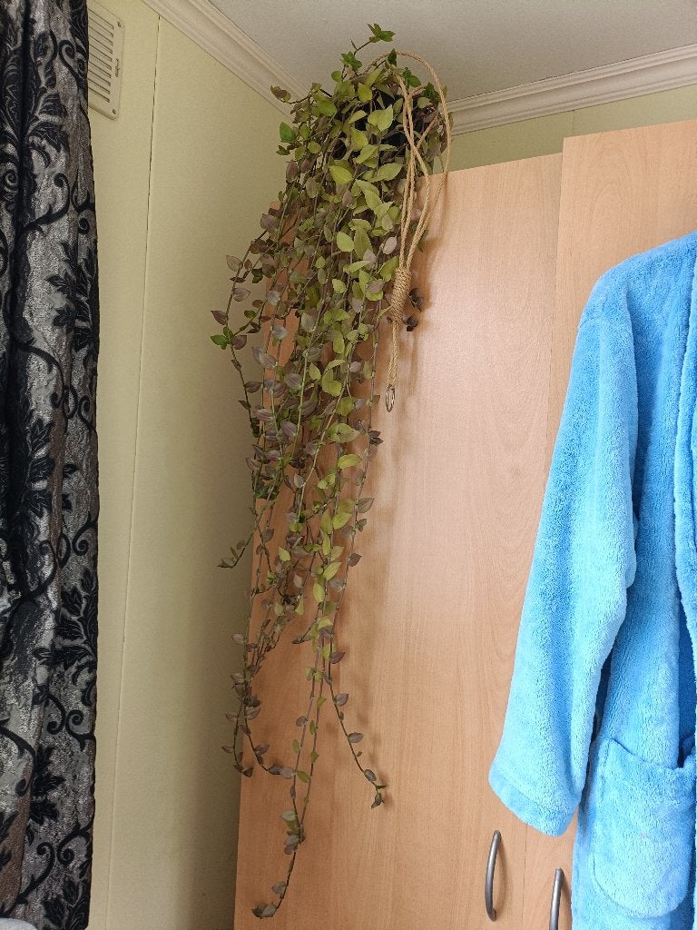 Hangplant meer dan een meter, Huis en Inrichting, Kamerplanten, Ophalen, 100 tot 150 cm, Overige soorten, Halfschaduw