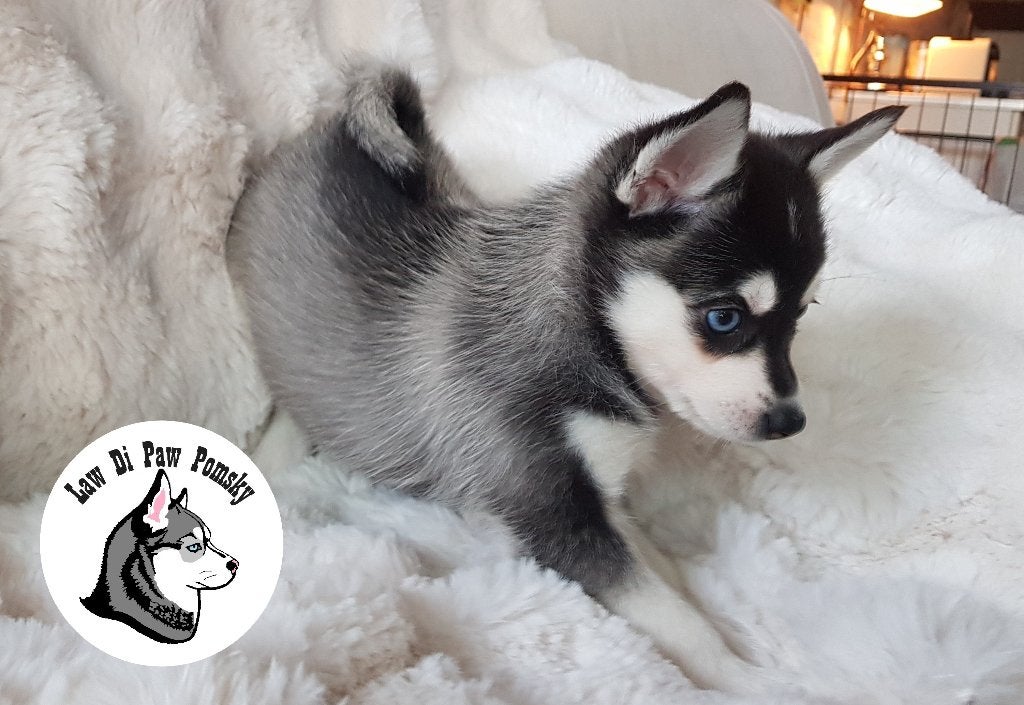 Unieke Pomsky pups F4+,100% Amerikaanse bloedlijn, Parvo, Overige rassen, 8 tot 15 weken, Meerdere