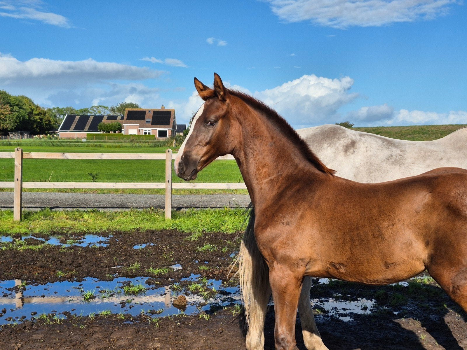 Prachtige veulens, Merrie, Springpaard, Met stamboom, 0 tot 2 jaar