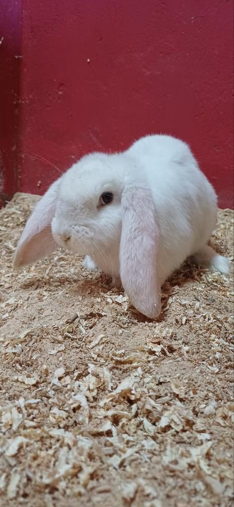 Franse hangoor rammetje, Dieren en Toebehoren, Konijnen, Geslacht onbekend, Groot, Hangoor, 0 tot 2 jaar