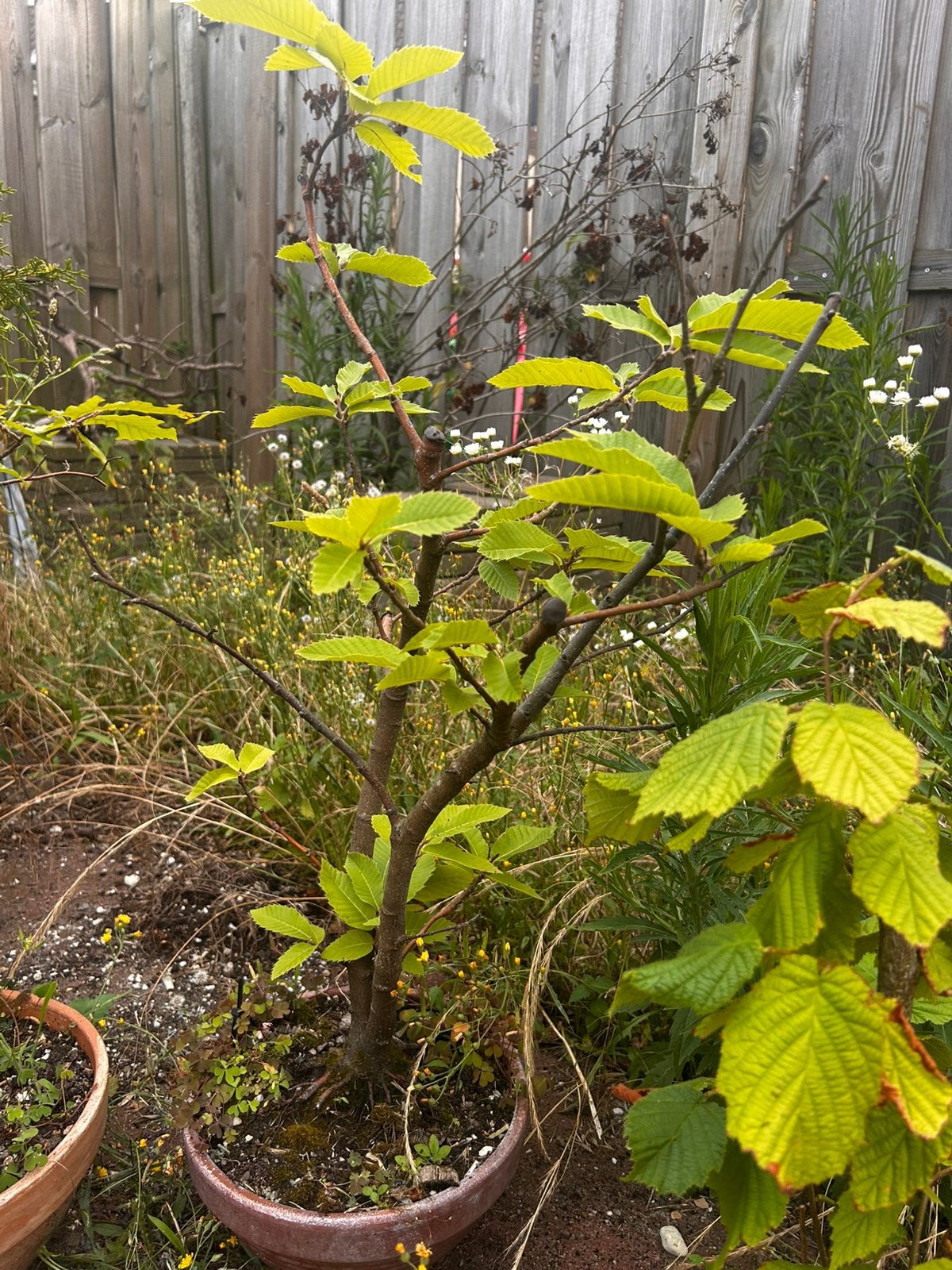 Beuk bonsai boom, Vaste plant, Halfschaduw, Lente, Ophalen