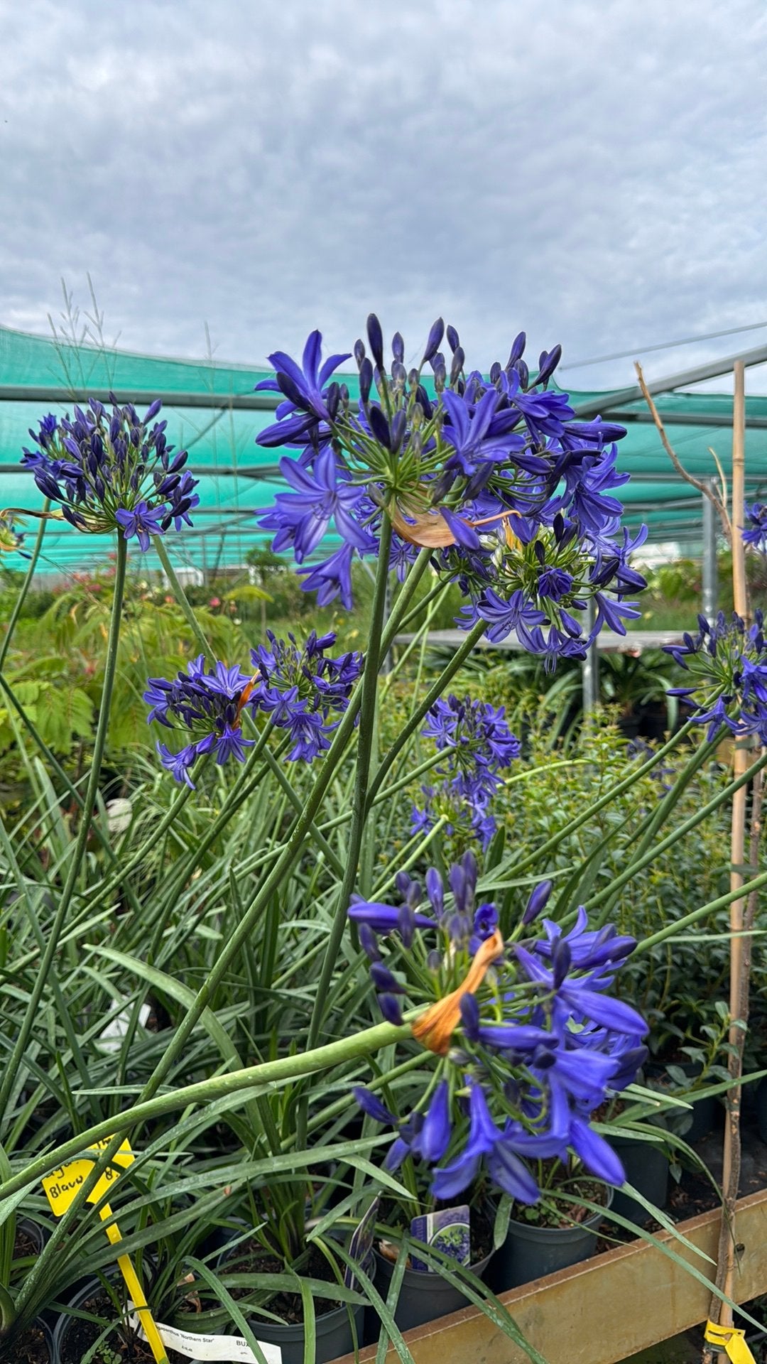 Opruiming: Agapanthus in 5L pot - Wit & Blauw, Tuin en Terras, Planten | Tuinplanten, Volle zon, Vaste plant, Zomer, Ophalen