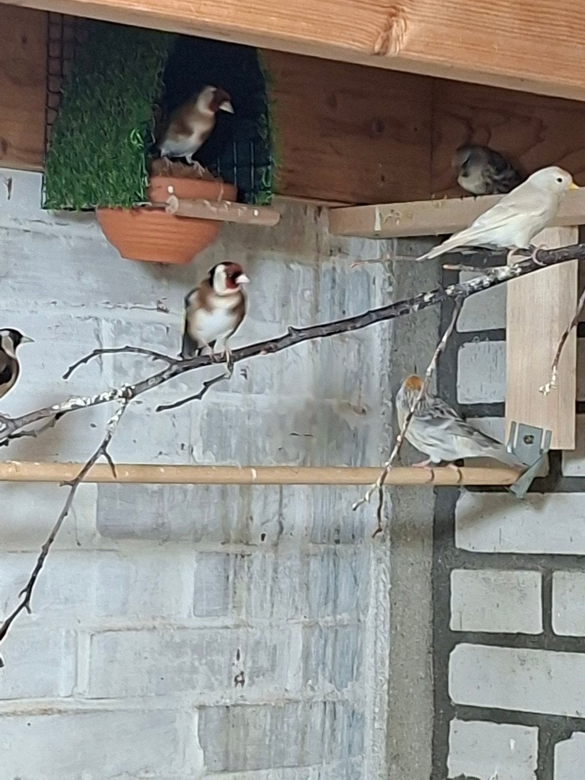 Bloemputters  distelvink, Meerdere dieren