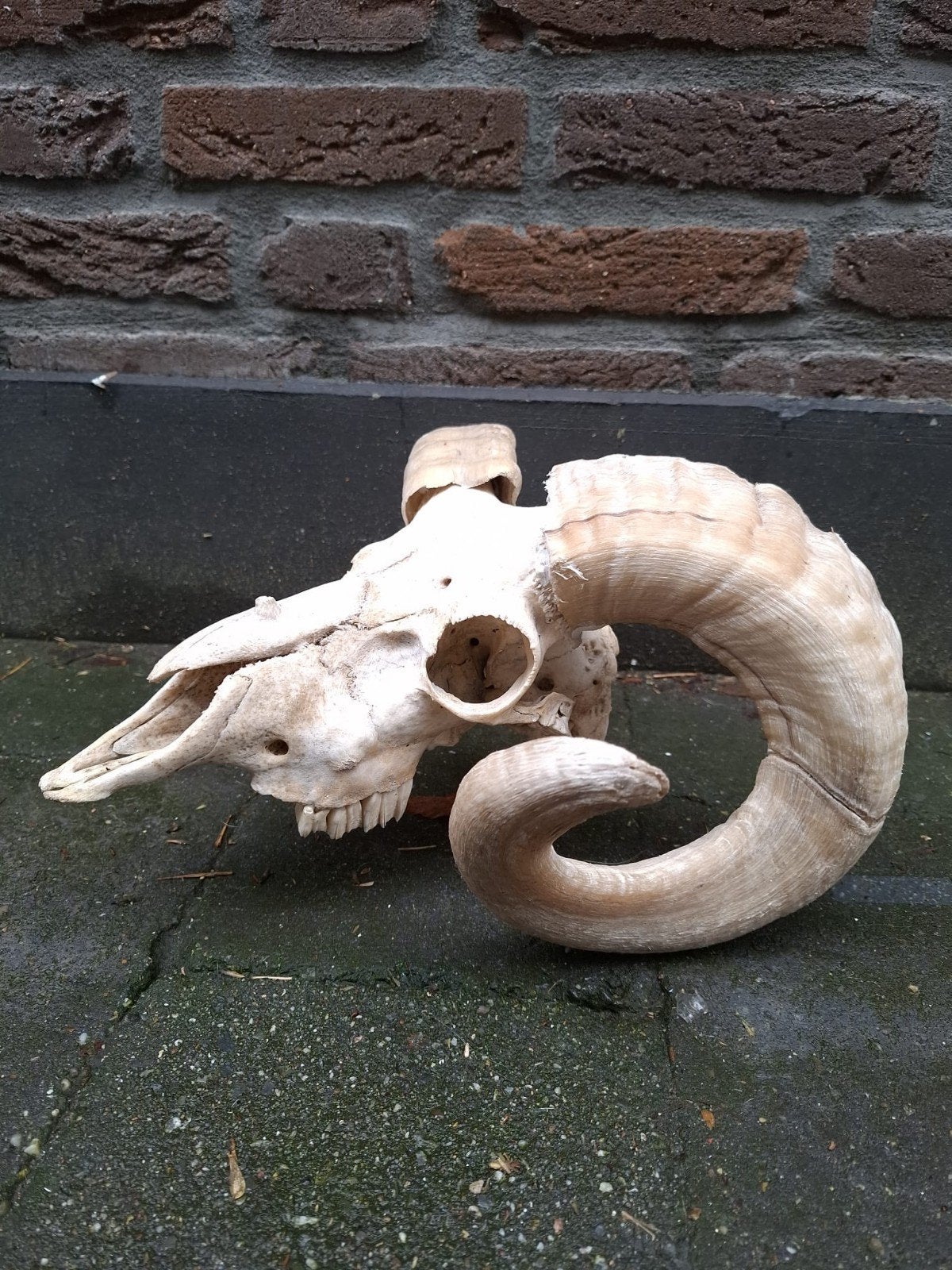 schedel ram hoorns taxidermie opgezette hert jacht curiosa, Ophalen, Wild dier, Schedel