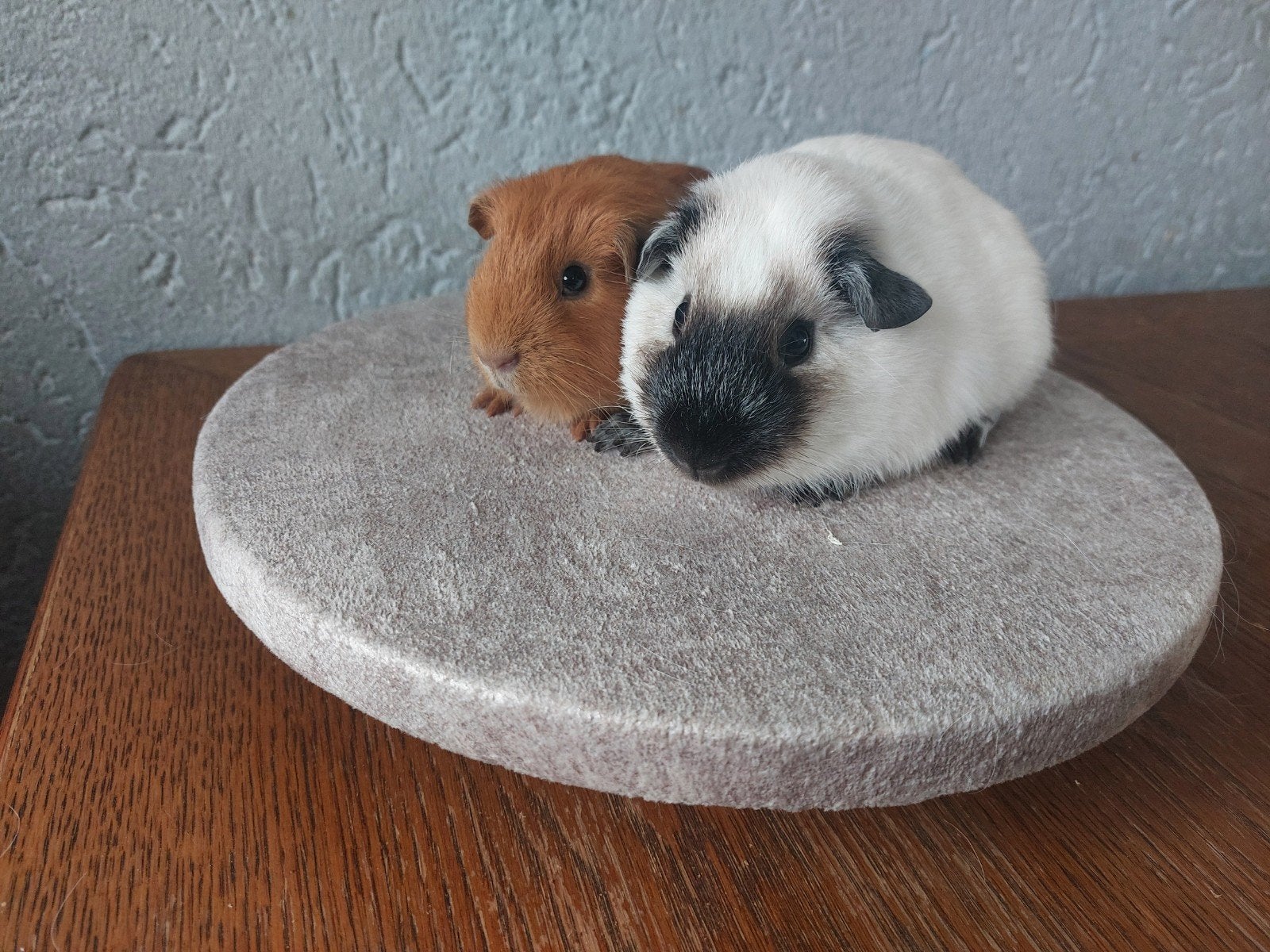 2 cavia beren, Cavia, Mannelijk, Mei, Tam