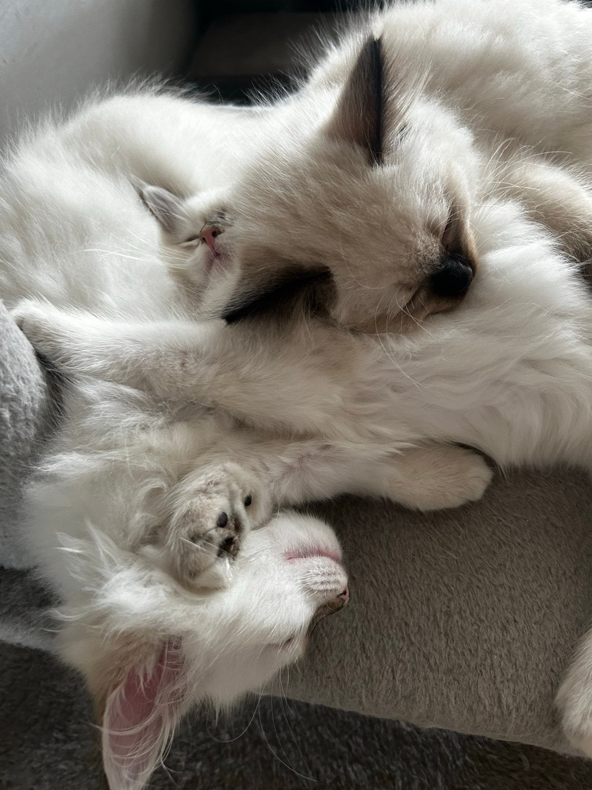 Gorgeous Tabby ragdoll kittens looking fir new homes!, Dieren en Toebehoren