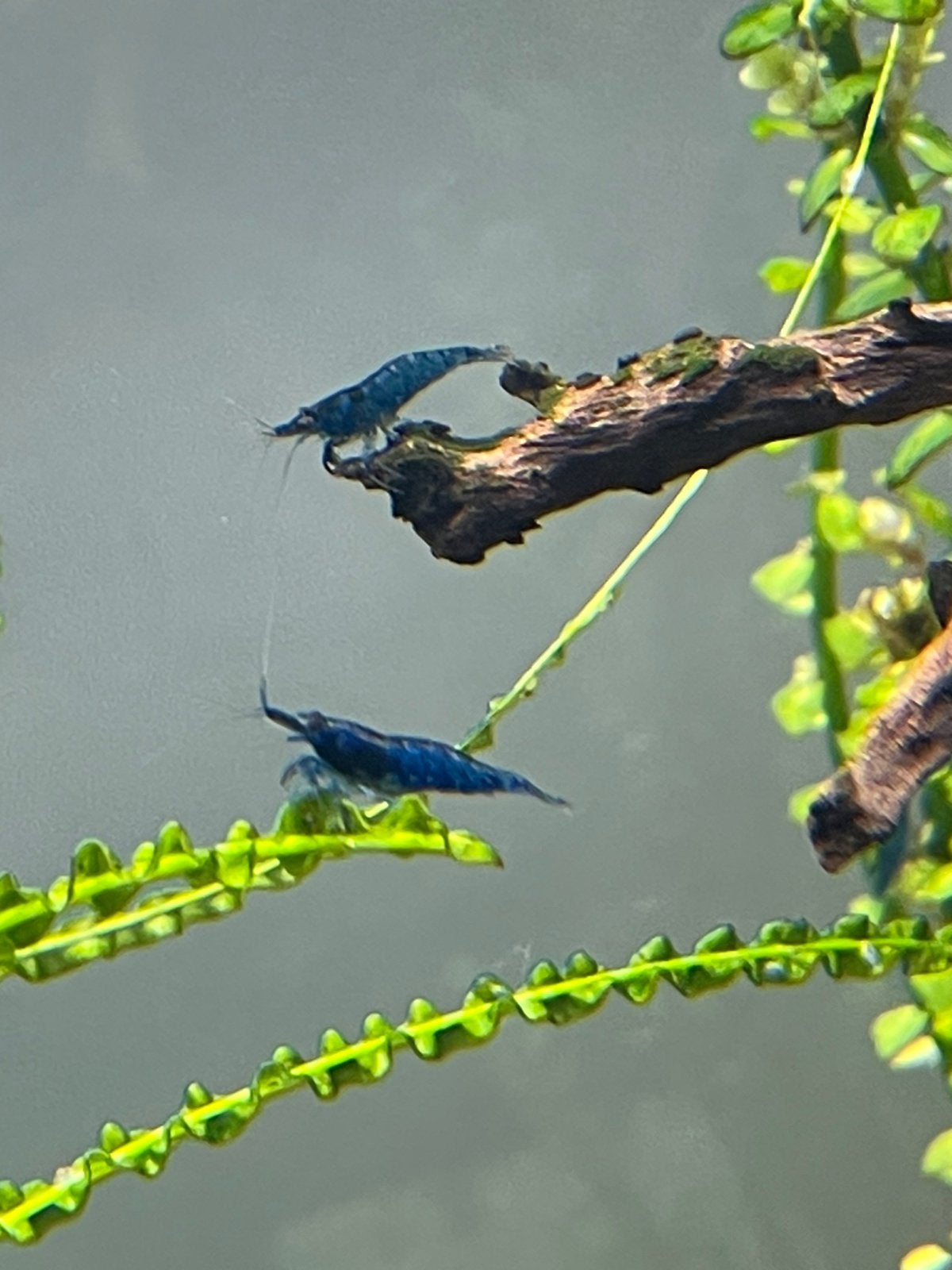 Jonge blauwe garnalen/ blue dream garnalen, Dieren en Toebehoren, Vissen | Aquariumvissen, Kreeft, Krab of Garnaal, Zoetwatervis