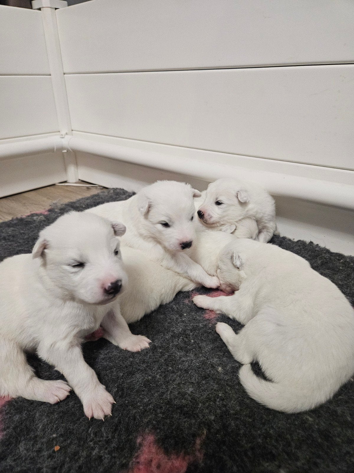 pups samojeed x, 8 tot 15 weken, Poolhond, Meerdere, Meerdere dieren