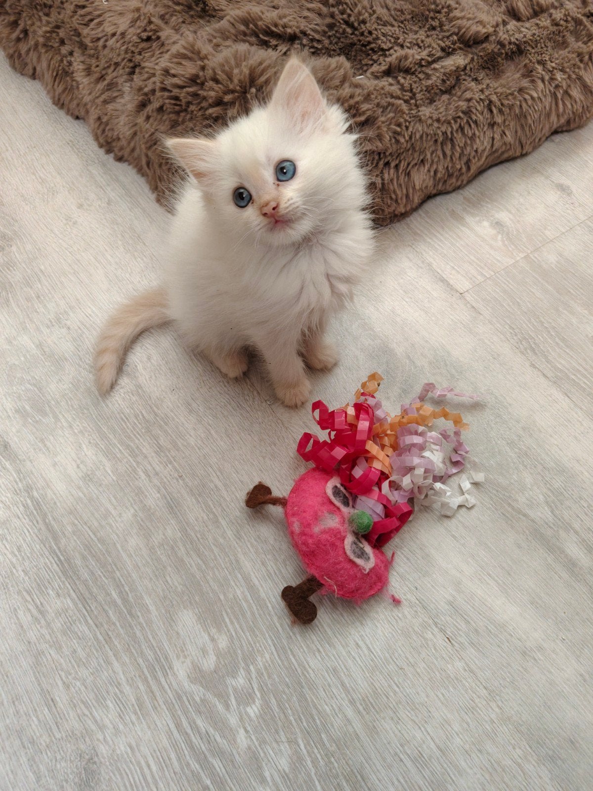 Ragdoll, Meerdere dieren, Ontwormd