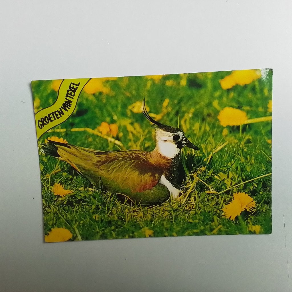 Groeten van Texel, Ophalen of Verzenden, Gelopen, Vogel