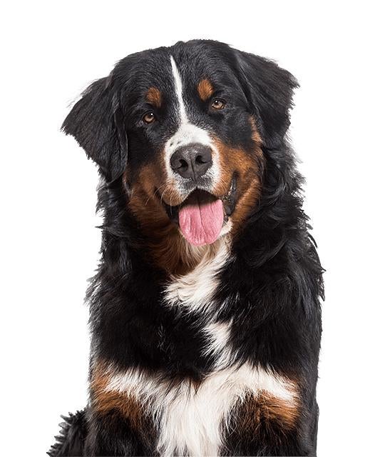 Gezocht herplaatser Berner Sennen hond, Ophalen