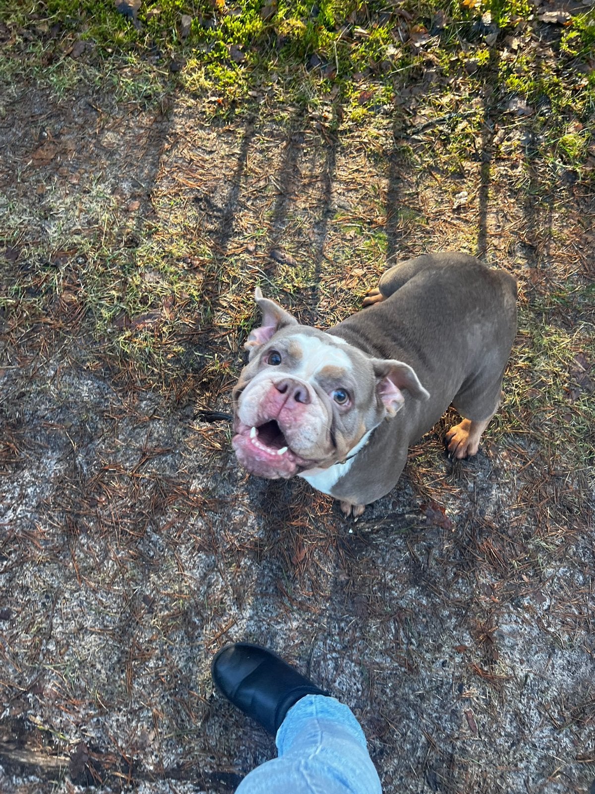 Old english bulldog, 6 jaar of ouder, Rabiës (hondsdolheid), Teef, Bulldog