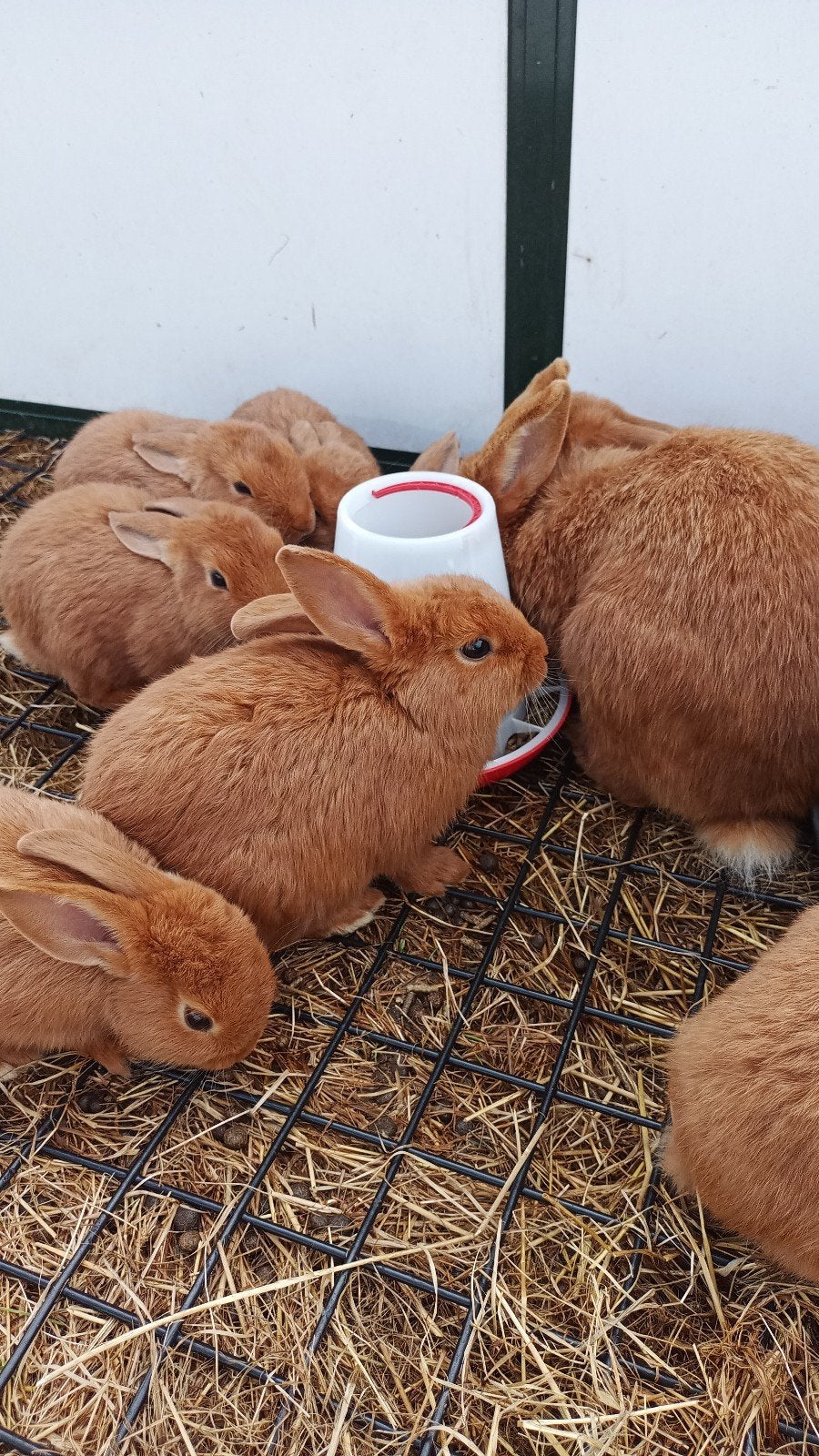 Jonge schattige konijntjes - Thrianta, Dieren en Toebehoren, Meerdere dieren, Middelgroot, 0 tot 2 jaar