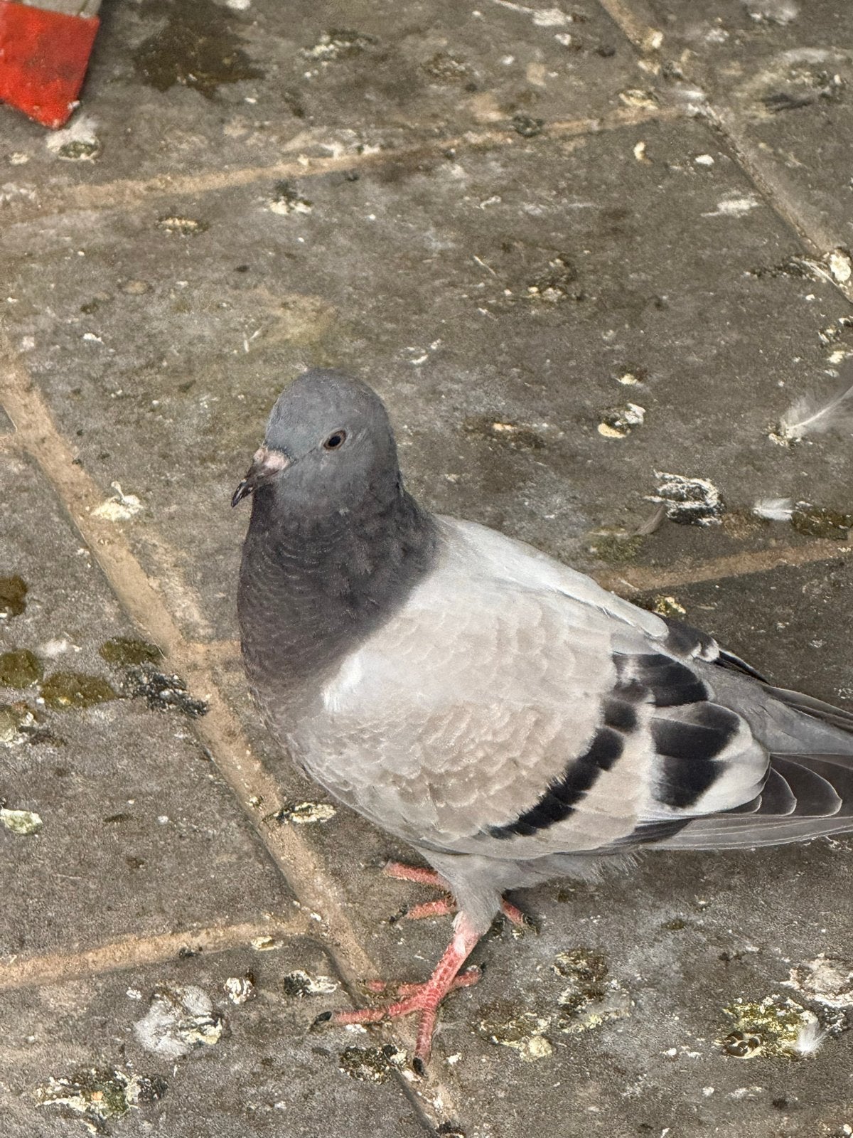 4 Takla een koppeltje en een jonge en een doffer gratis, Dieren en Toebehoren, Vogels | Duiven, Meerdere dieren