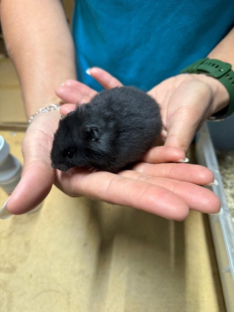 Te koop lieve jonge goudhamsters / Syrisch hamsters, Dieren en Toebehoren, Hamster, Mannelijk, Mei, Tam