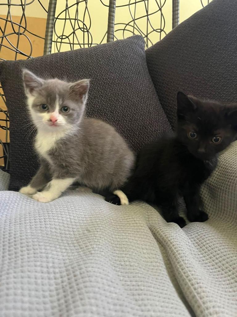 Mooie kittens te koop, Meerdere dieren, Kortharig, 0 tot 2 jaar