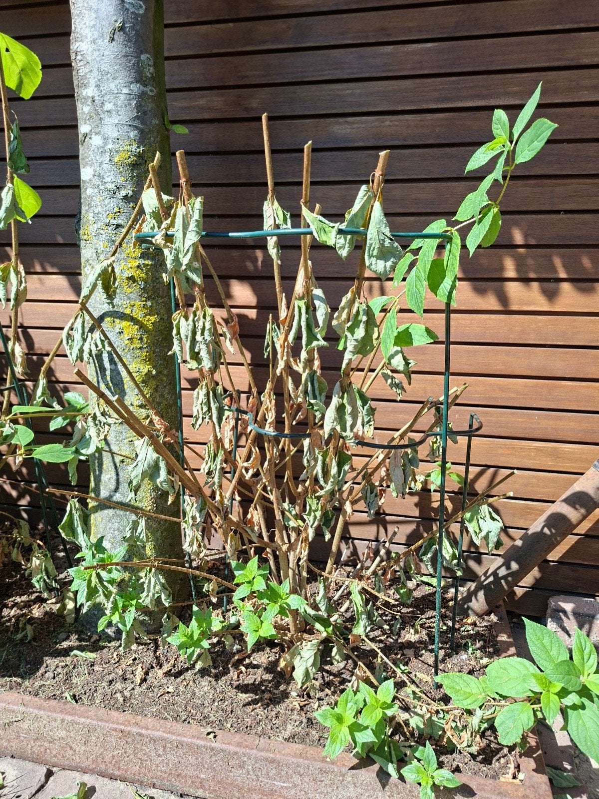 7 stuks Hydrangae planten/Annabelle., Ophalen, Volle zon, Overige soorten, 100 tot 250 cm